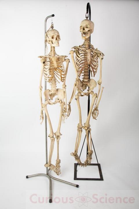 Vintage Human Teaching Skeleton